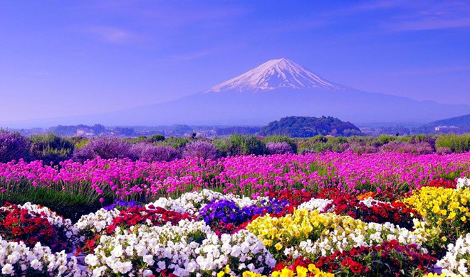 Nhật Bản quanh năm hoa khoe sắc.  